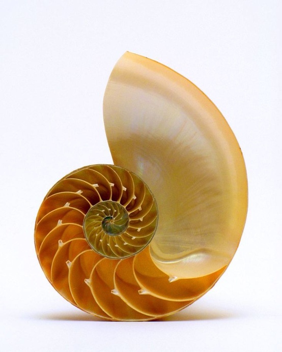 Photo:  Chambered nautilus seashell 